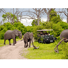 Safari por el Parque Chobe, Botswana 3