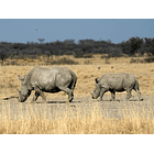 Visita al Santuario de Rinocerontes Khama, Botswana 4