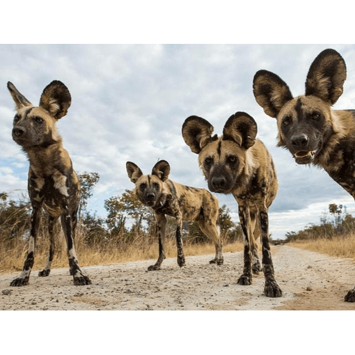 Visita al Parque Nacional Hwange, Zimbabue