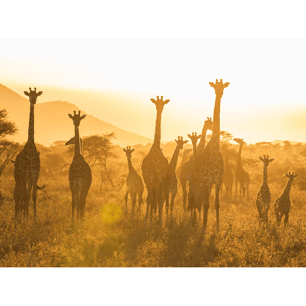 Safari Serengeti-Ngorongoro, Tanzania 5