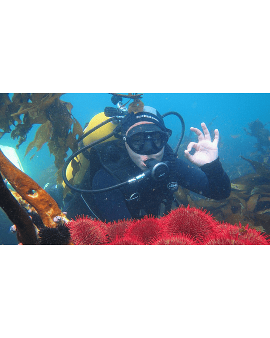 Tour de Buceo en las playas de Iquique