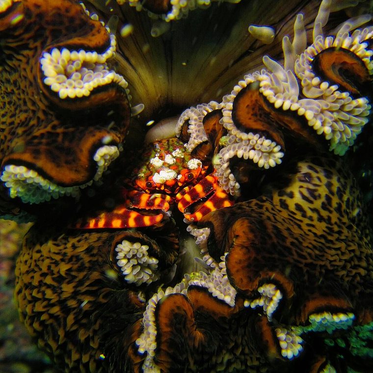 Tour de Buceo en las playas de Iquique 2