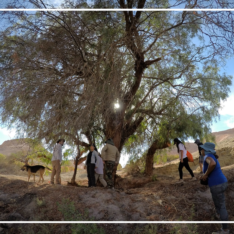 Cabalgatas en Huasquiña 4