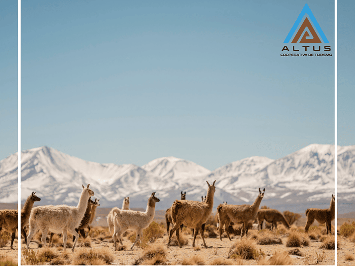 ¿Conoces estos 7 lugares de la región de Tarapacá y sus alrededores?