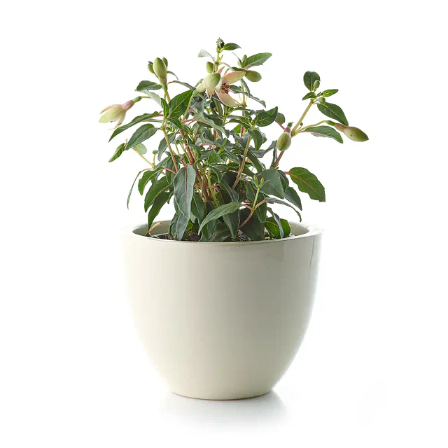 Demo - Set de plantas de interior