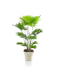Demo - Set de plantas de interior - Miniatura 3