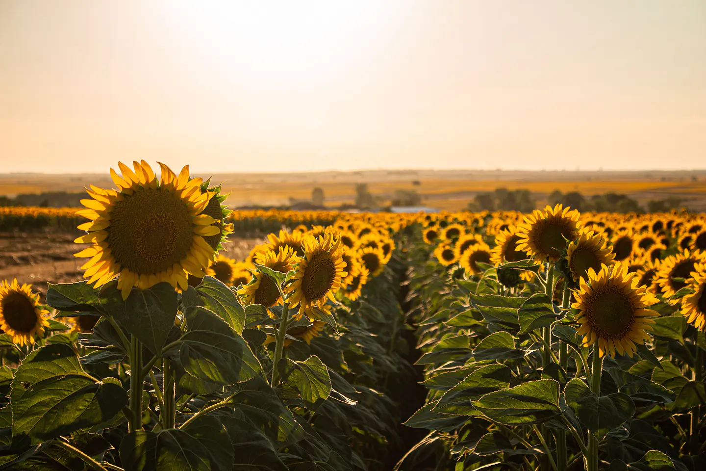 girasoles