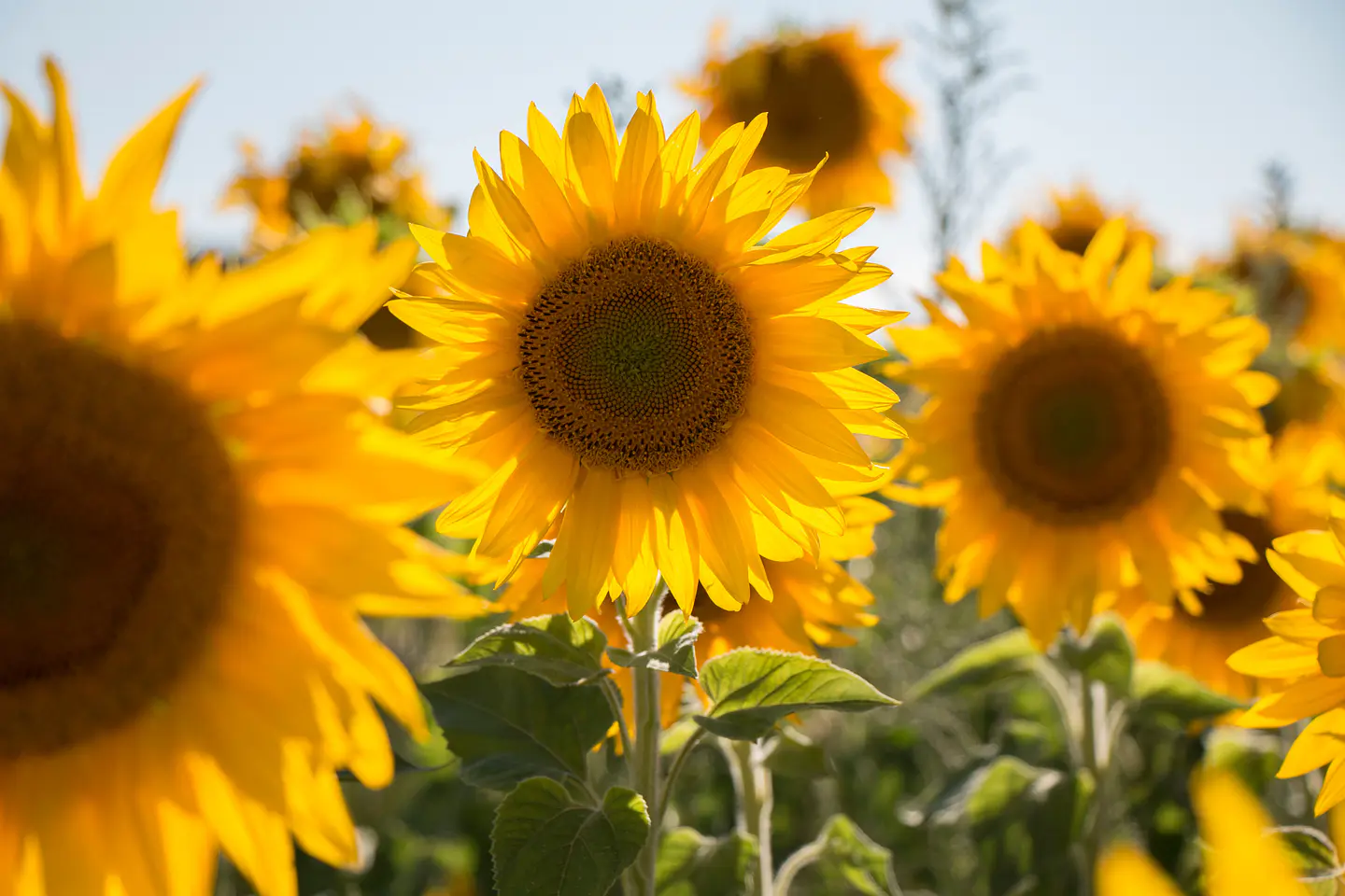 girasoles