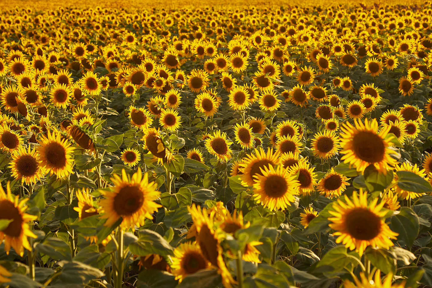 girasoles
