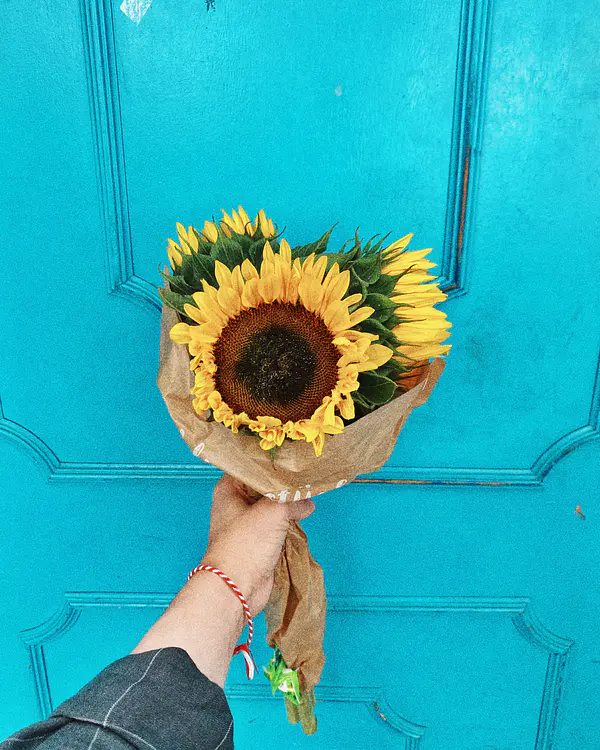 12 GIRASOLES 