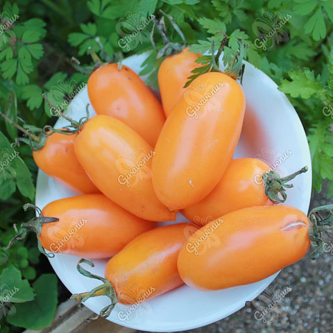 Semillas de Tomate Midas - Semillas agroecológicas