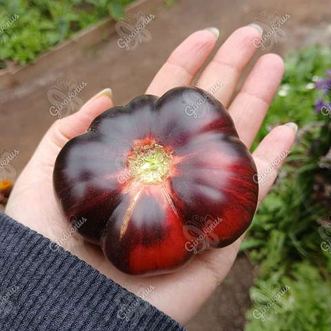 Semillas de Tomate Black Cherokee - Semillas agroecológicas