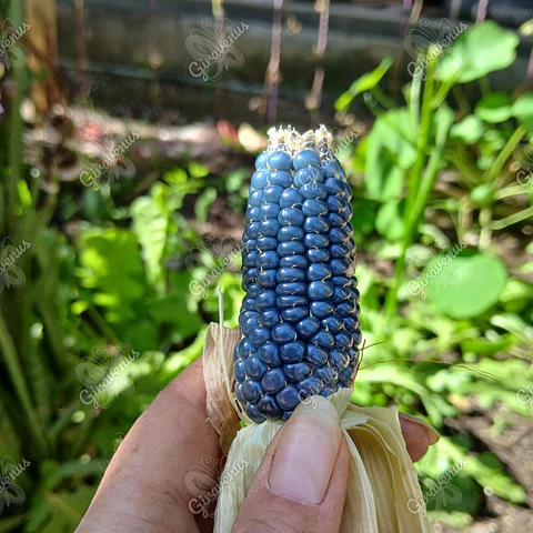 Semillas de Maíz Kalfu - Semillas agroecológicas