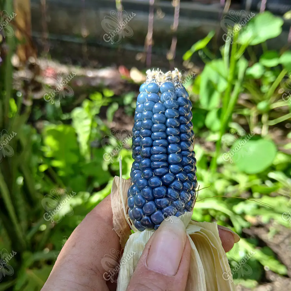 Semillas de Maíz Kalfu - Semillas agroecológicas 1