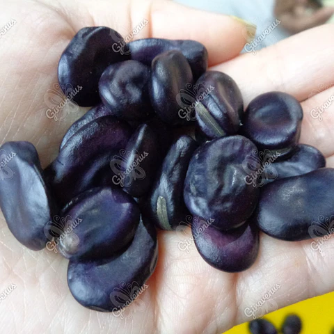 Semillas de Haba Morada - Semillas agroecológicas