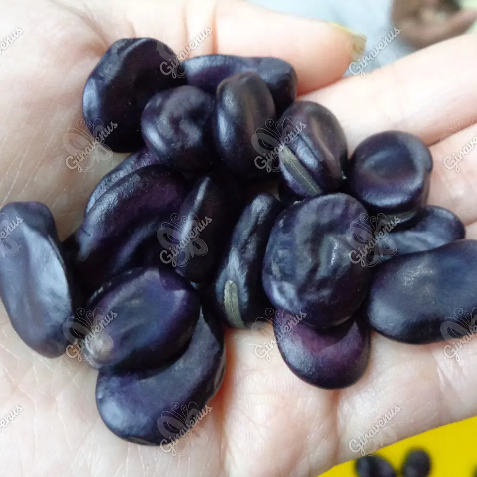 Semillas de Haba Morada - Semillas agroecológicas 1