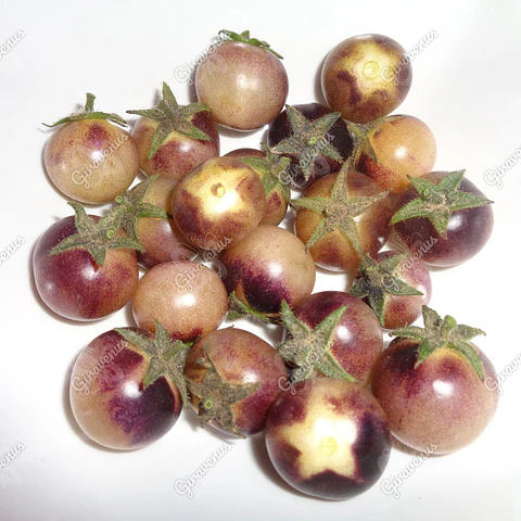 Semillas de Tomate Cherry Cream - Semillas agroecológicas