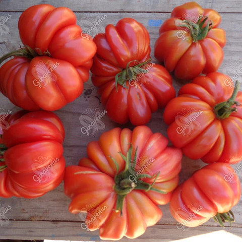 Semillas de Tomate Sharpei Rot - Semillas agroecológicas