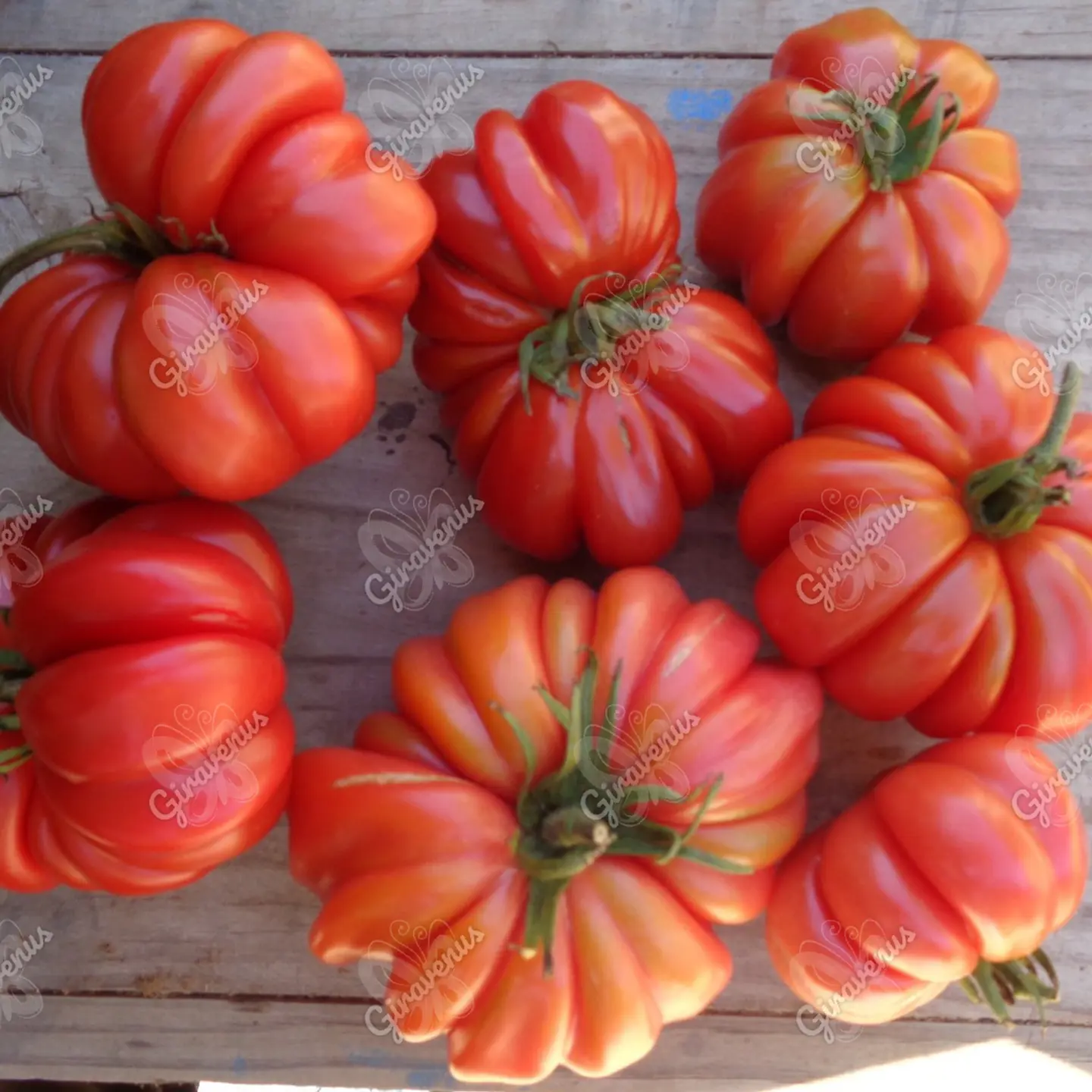 Semillas de Tomate Sharpei Rot - Semillas agroecológicas 1