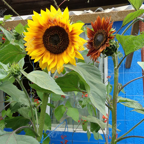 Semillas de Girasol Colores Variados - semillas agroecológicas