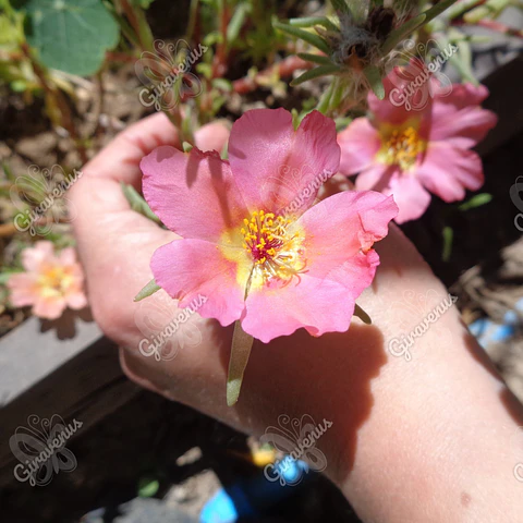 Semillas de Portulaca - Semillas agroecológicas