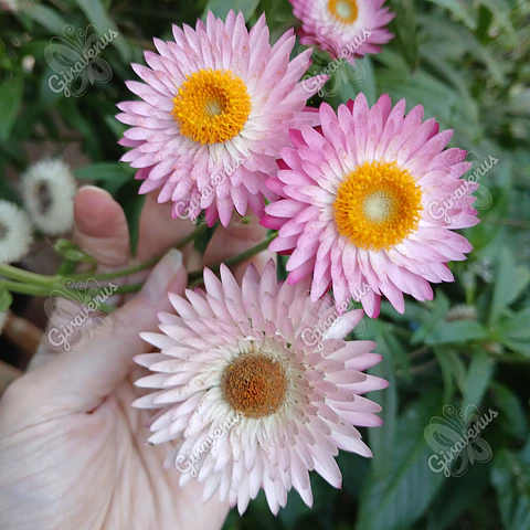 Semillas de Siemprevivas - Semillas agroecológicas