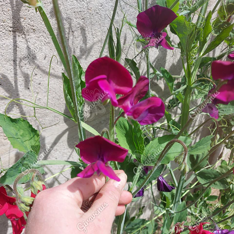 Semillas de Clarines - Semillas agroecológicas