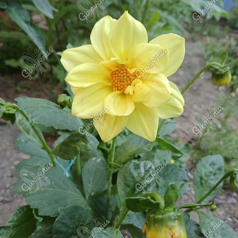 Semillas de Dalia Mignom - Semillas agroecológicas