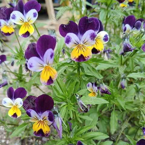 Semillas de Viola - Semillas agroecológicas