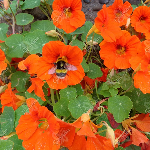 Semillas de Capuchina - Semillas agroecológicas