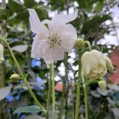 Semillas de Aquilegia Blanca - Semillas agroecológicas