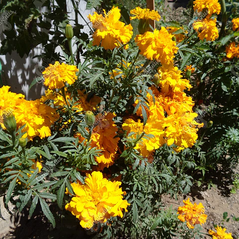 Semillas de Clavelón Alto Amarillo - Semillas agroecológicas