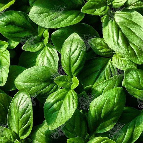 Semillas de Albahaca Hoja Ancha 