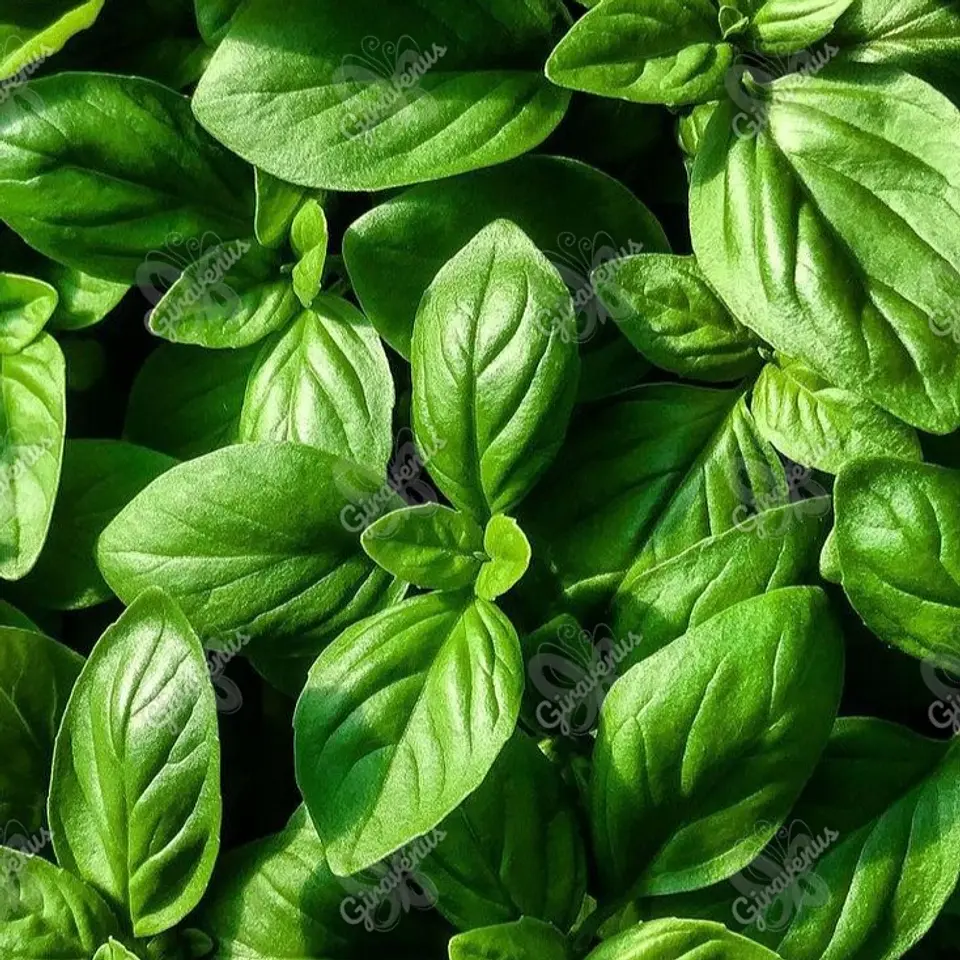 Semillas de Albahaca Hoja Ancha  1