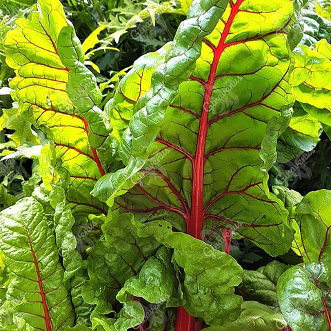 Semillas de Acelga Verde Tallo Rojo 