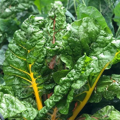 Semillas de Acelga Verde Tallo Amarillo 