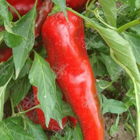 Semillas de Ají Rojo Cacho de Cabra