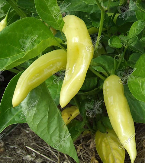 Semillas de Ají Amarillo Cristal 