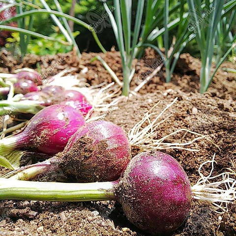Semillas de Cebolla Morada 