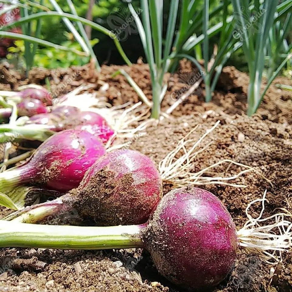 Semillas de Cebolla Morada  1