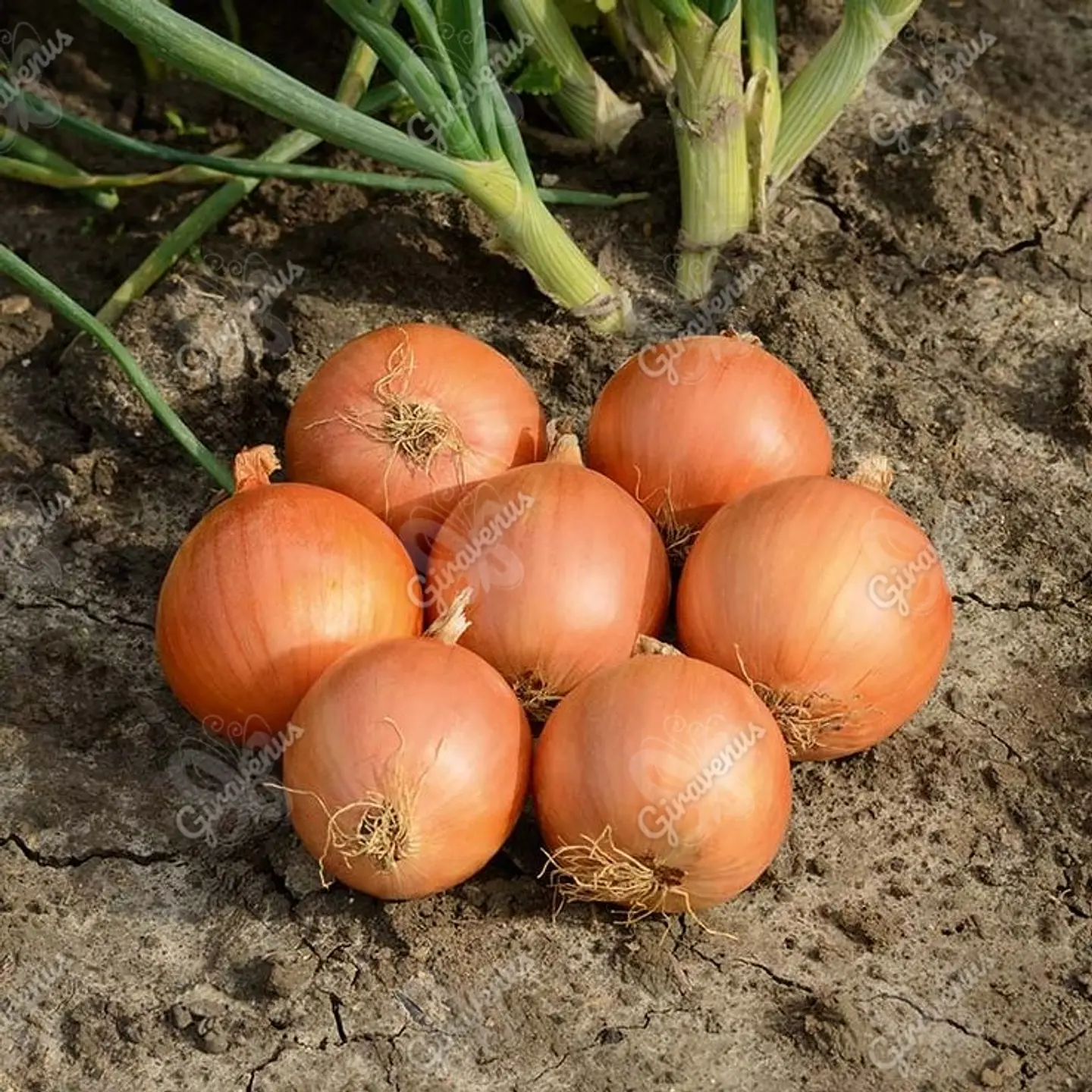 Semillas de Cebolla Valenciana  1