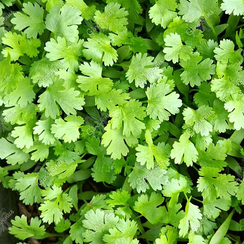 Semillas de Cilantro 