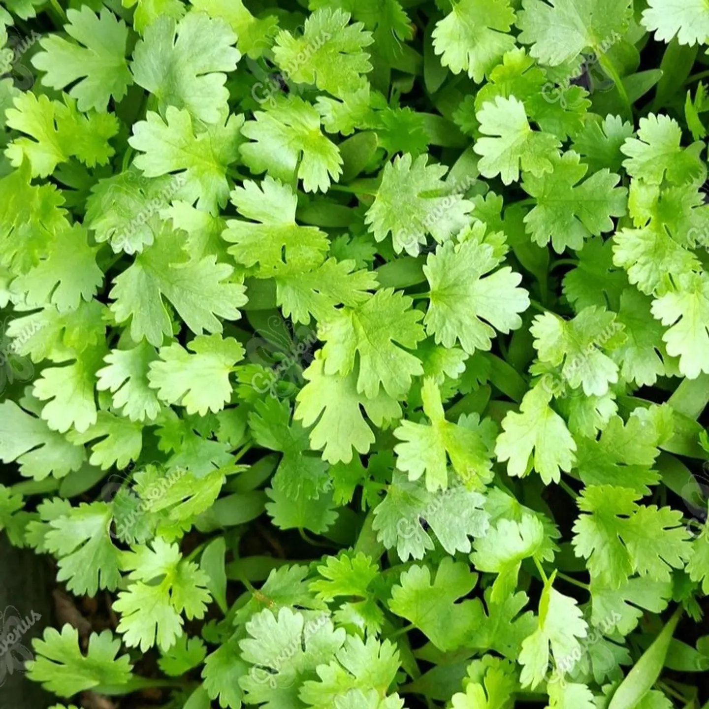 Semillas de Cilantro  1