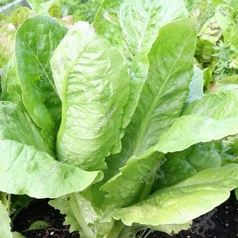 Semillas de Lechuga Costina 