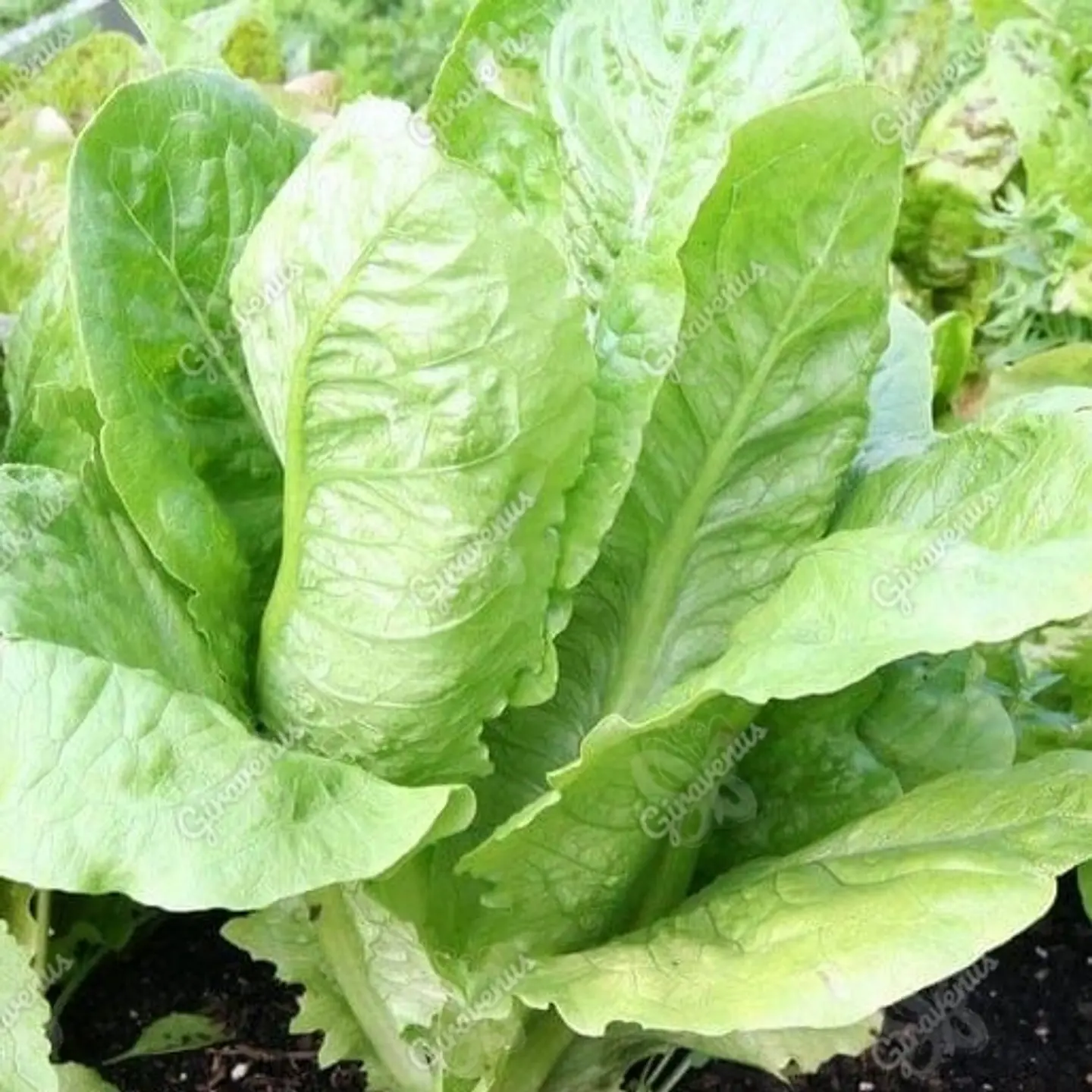 Semillas de Lechuga Costina  1