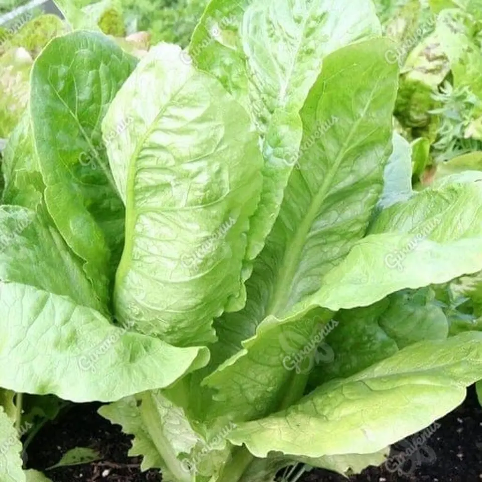 Semillas de Lechuga Costina  1