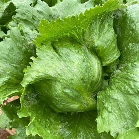 Semillas de Lechuga Escarola 