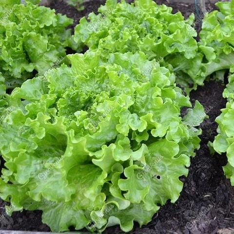 Semillas de Lechuga Hoja de Roble