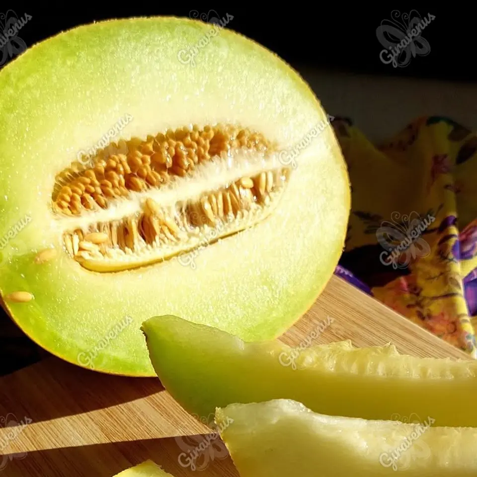 Semillas de Melón Tuna  1