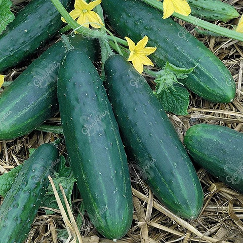 Semillas de Pepino Marketmore